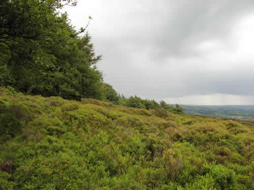 bilberries galore
